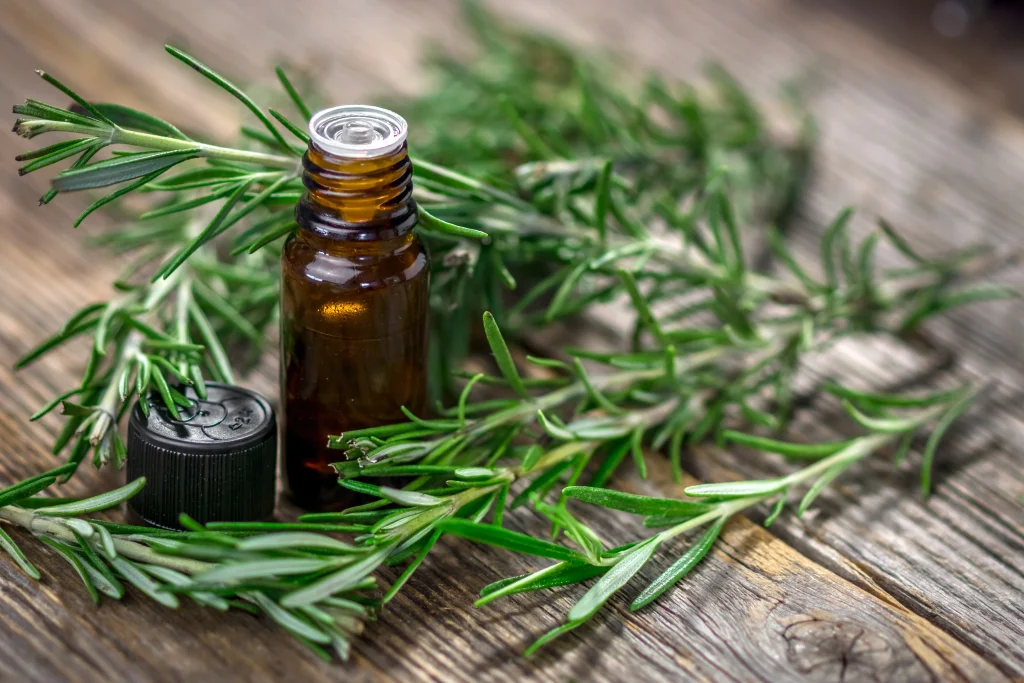 Can Rosemary Oil Help With Hair Loss?